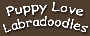 Puppy Love Labradoodles - Ontario Labradoodle