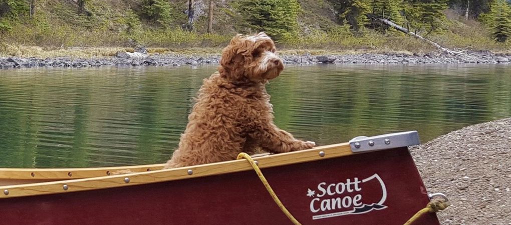 Labradoodle Breeder Ontario