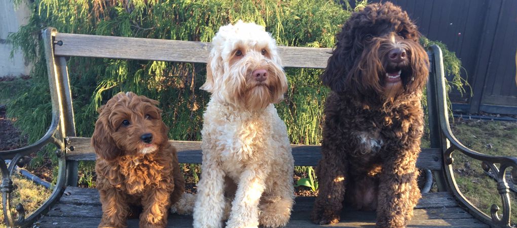 Labradoodle Puppy Ontario